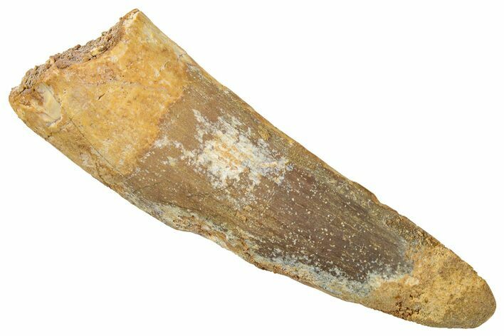 Fossil Spinosaurus Tooth - Real Dinosaur Tooth #326269
